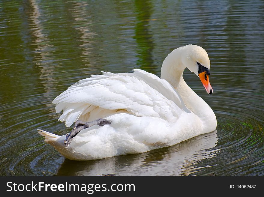 White swan floating on the lake. White swan floating on the lake