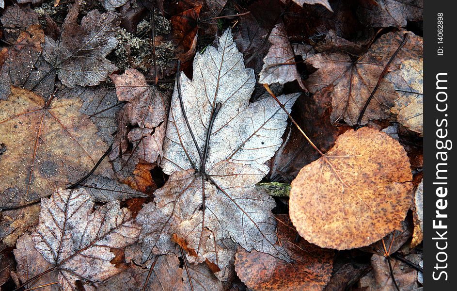 Maple and poplar leaves that have fallen to the ground in the woods. Maple and poplar leaves that have fallen to the ground in the woods.