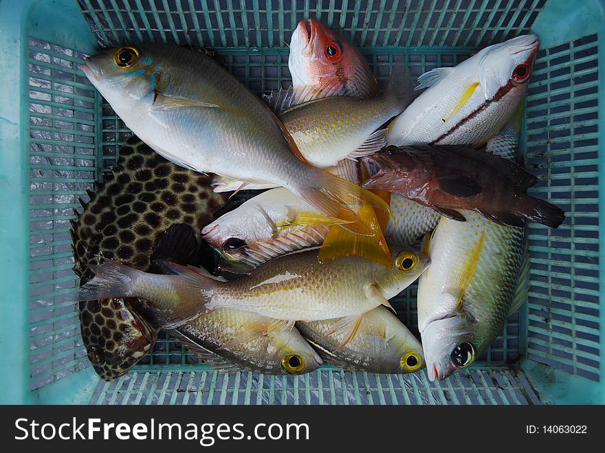 Various sea fish in the basket