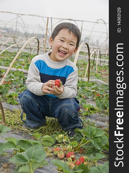 Smiling Boy Harvesting Strawberries