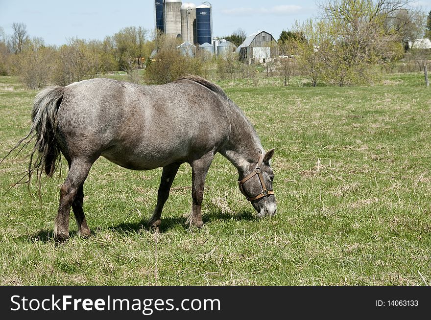 Grey mare in a field in spring. Grey mare in a field in spring