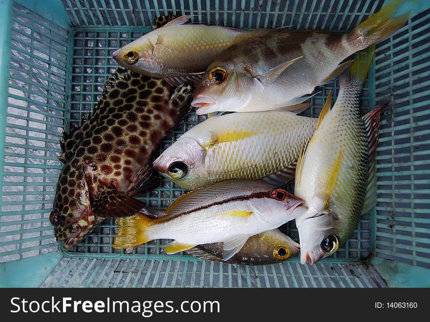 Various sea fish in the basket