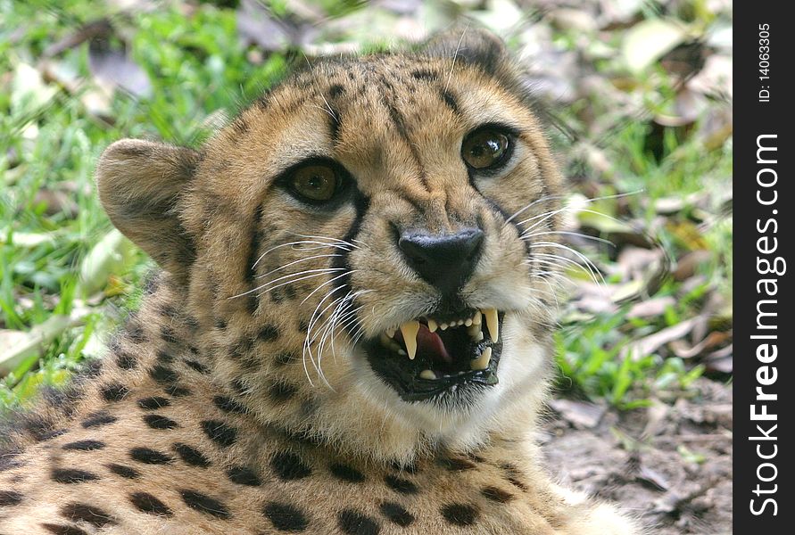 Portrait of a lounging cheetah