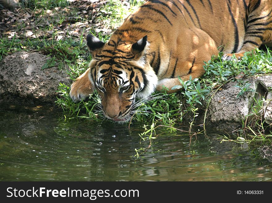 A tiger getting a drink from a pool of water. A tiger getting a drink from a pool of water