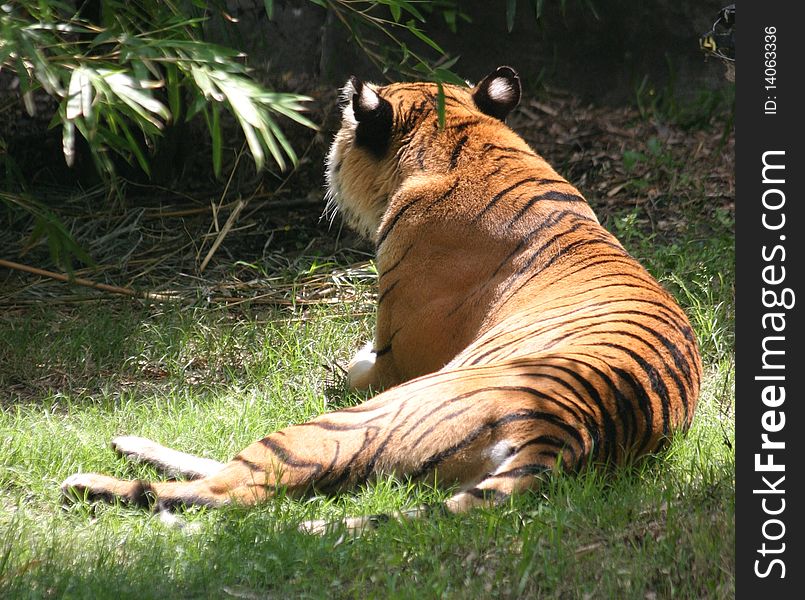 Tiger lounging in the sun. Tiger lounging in the sun