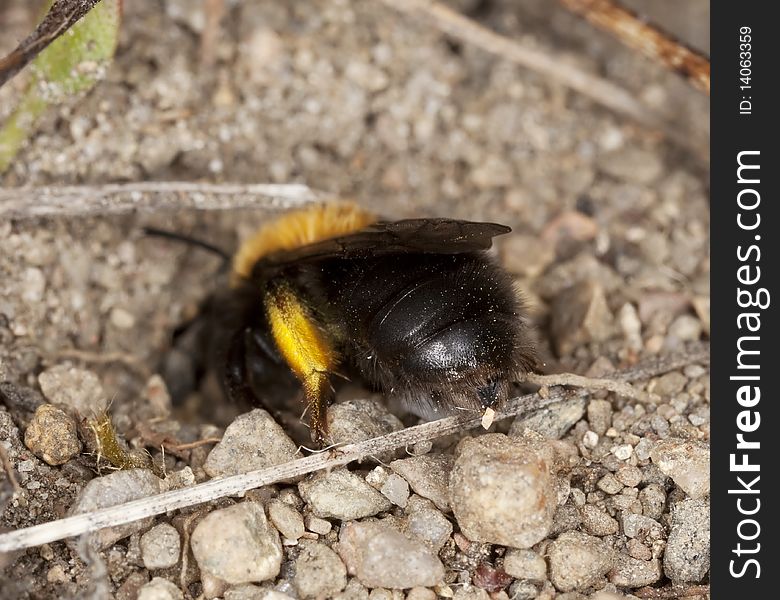 Bee Digging In Sand.