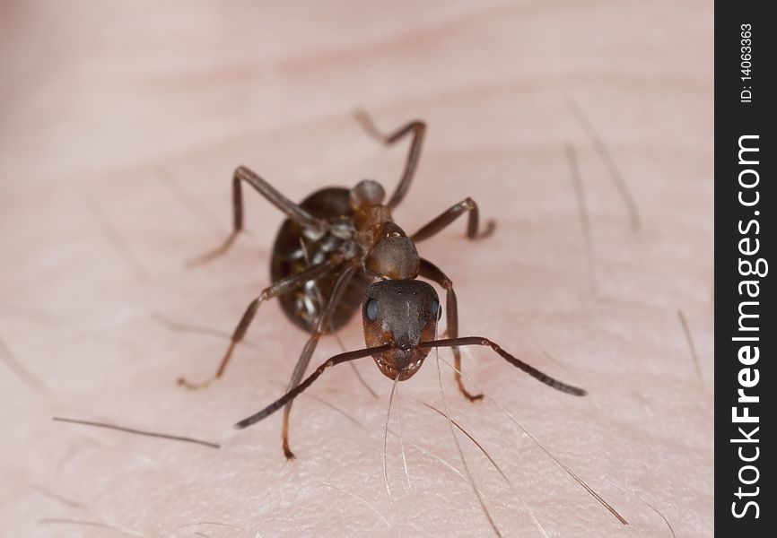 Angry ant biting hair on human hand. Extreme close-up with high magnification.