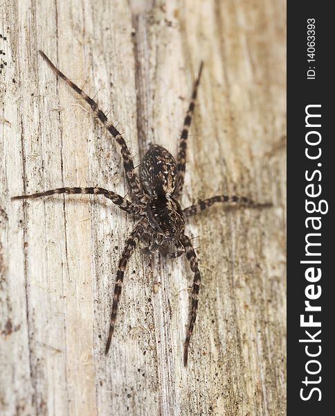 Hunting spider on wood. Macro photo.