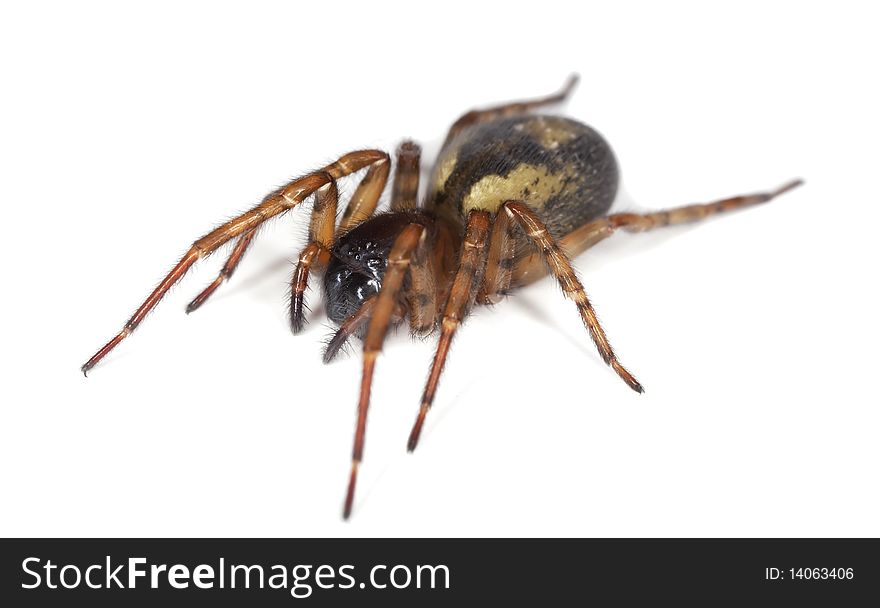 Hunting spider isolated on white.