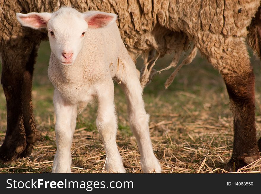 Young white lamb standing beside its mother. Young white lamb standing beside its mother