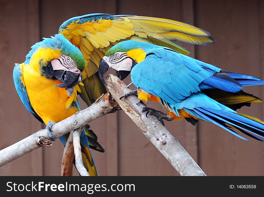 Two blue and yellow Macaw parrots, interacting with each other. Two blue and yellow Macaw parrots, interacting with each other.