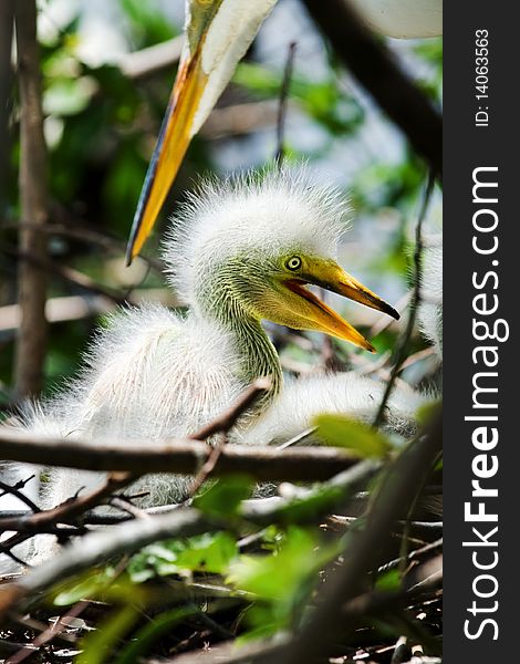 Closeup portrait of a great white egret baby in it's nest, with its caring mother's beak. Closeup portrait of a great white egret baby in it's nest, with its caring mother's beak.