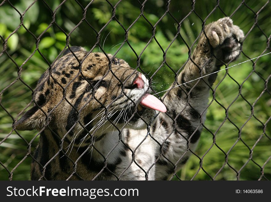 Playful Leopard