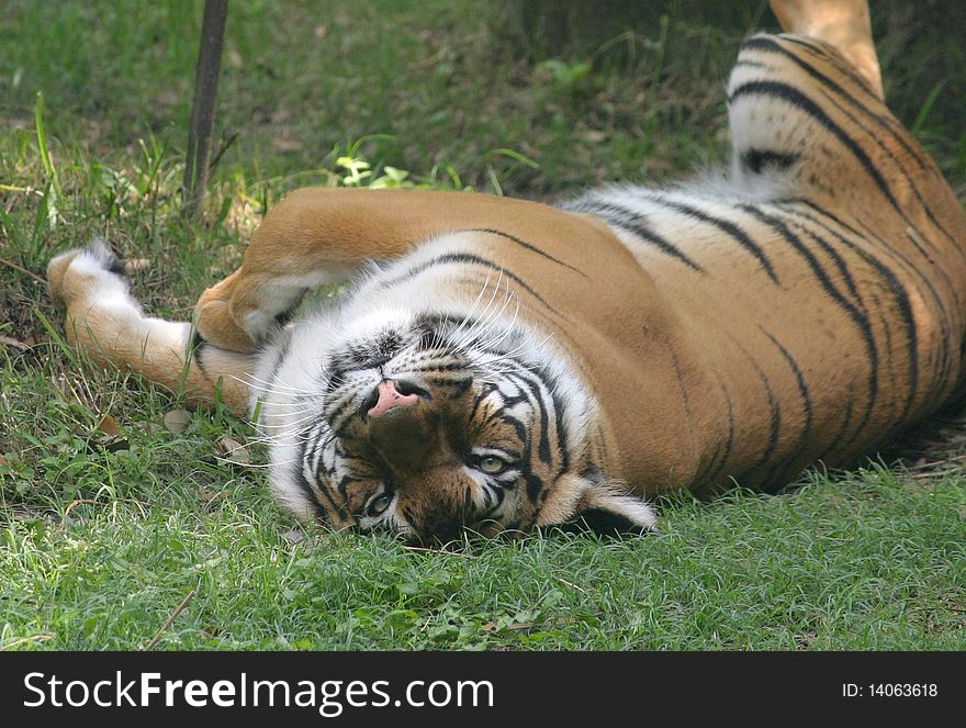 A tiger stretched out on his back. A tiger stretched out on his back