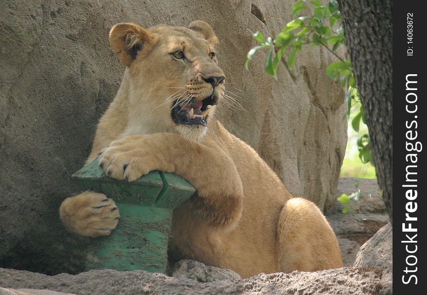 A lioness claims a toy as hers. A lioness claims a toy as hers.