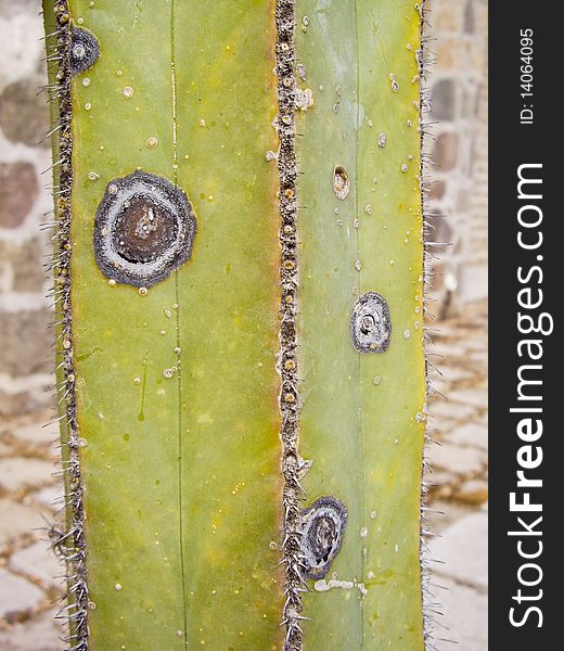 Squared cacti with fungi growth creating patterns. Squared cacti with fungi growth creating patterns