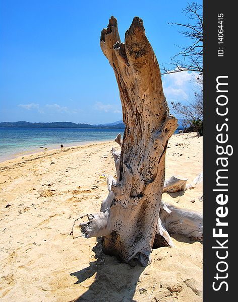 tree trunk at the seashore