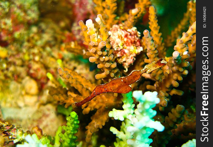 Pipe fish is one faverite underwater. Pipe fish is one faverite underwater.