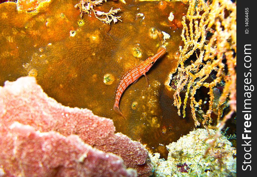 Lone nose hawk fish is one of hard to find and take a photo under water. Lone nose hawk fish is one of hard to find and take a photo under water.