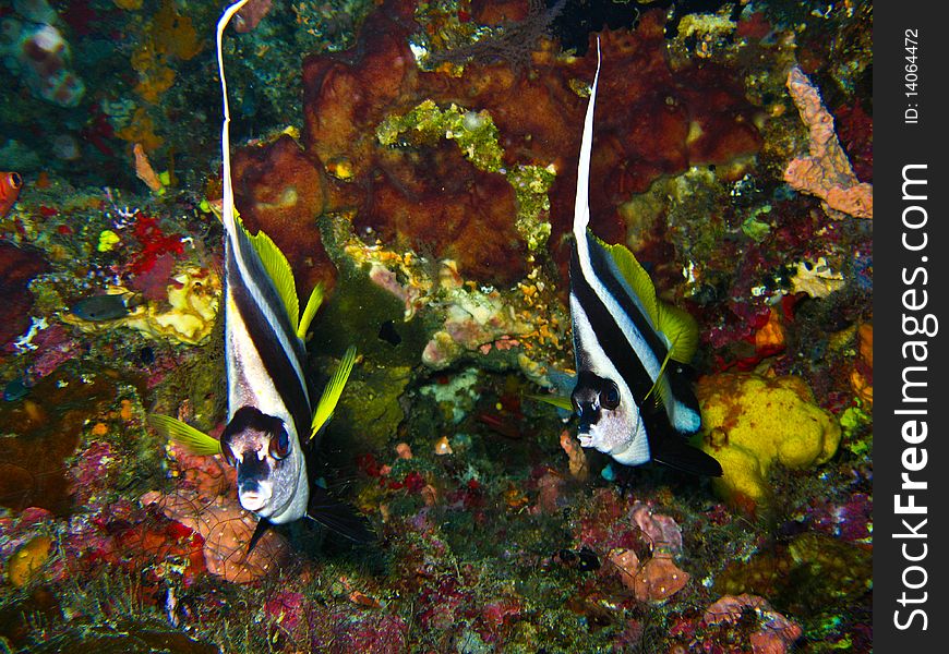 Two of the angel fish see like a twin.