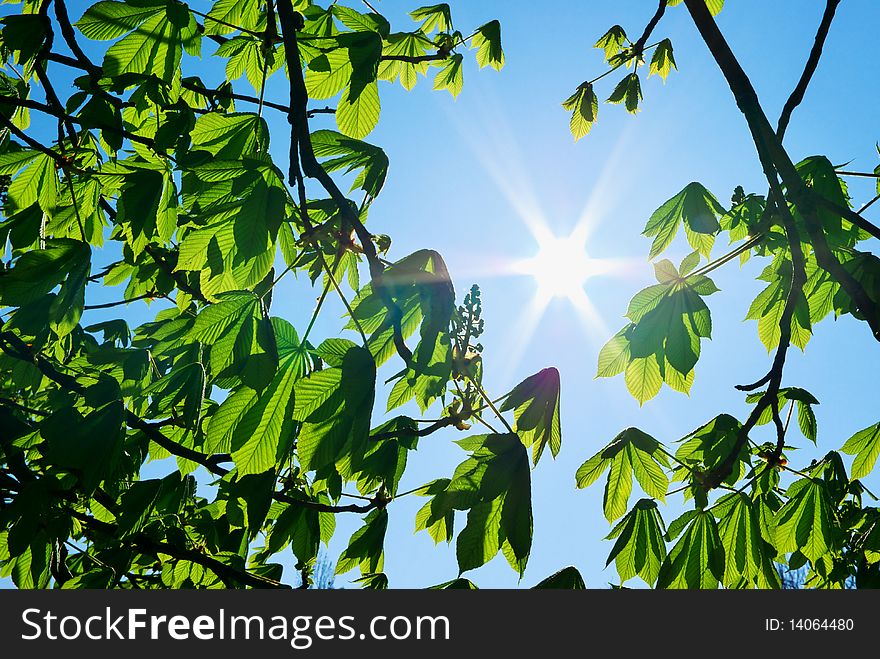 Branches Of Tree And Sun
