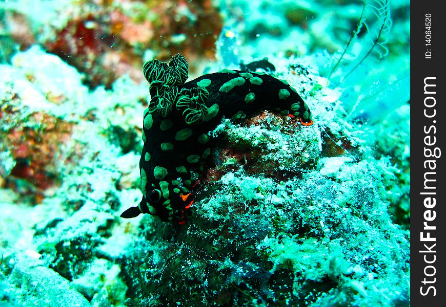 Colorful nudi branch walking on the rock at smart house reef, Sipadan. Colorful nudi branch walking on the rock at smart house reef, Sipadan.