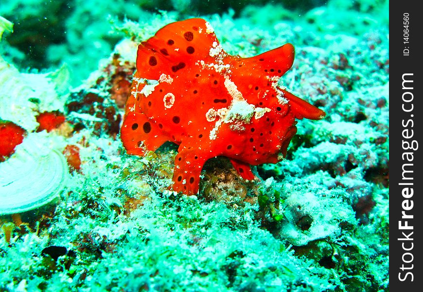 Red frog fish on the top of rock under water at sipadan. Red frog fish on the top of rock under water at sipadan.