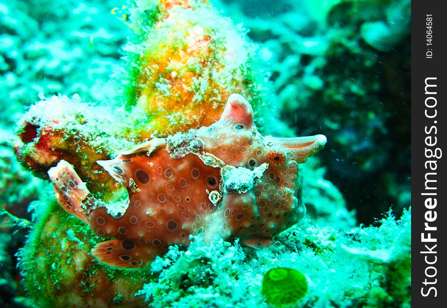 Pink frog fish is one favorite fish for diver. Pink frog fish is one favorite fish for diver.