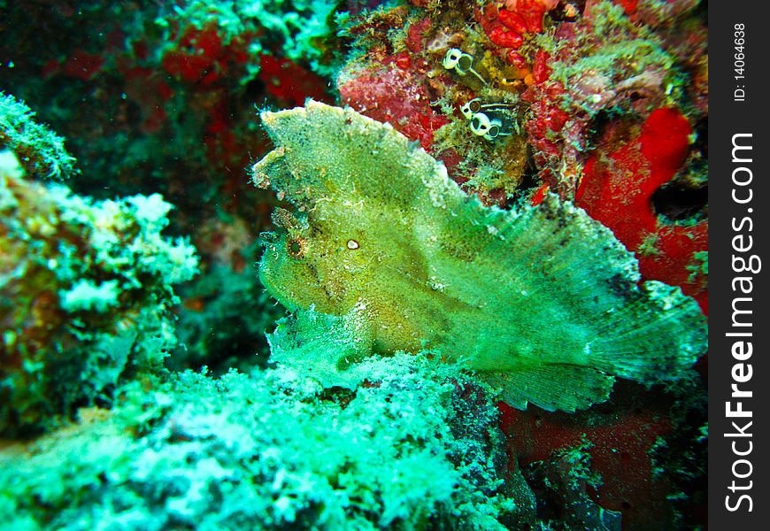 Leaf fish is hard to find when near by  same coral. Leaf fish is hard to find when near by  same coral.