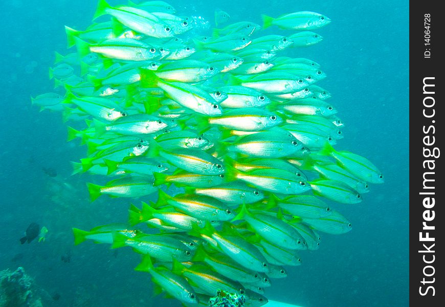 The school of fish underwater at sipadan. The school of fish underwater at sipadan.