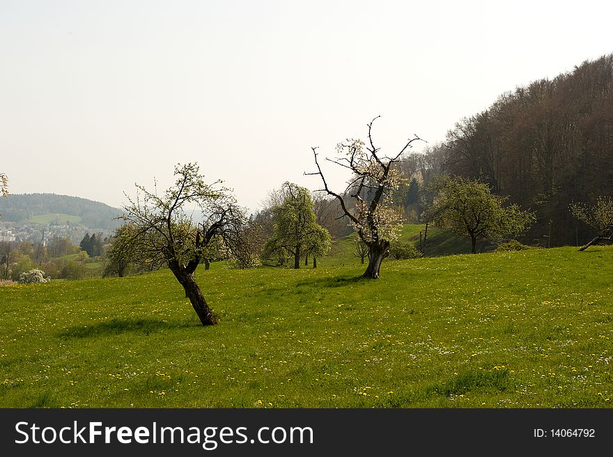 Rural meadow with trees. There are hills viewable in the background. Horizontal shot. Rural meadow with trees. There are hills viewable in the background. Horizontal shot.