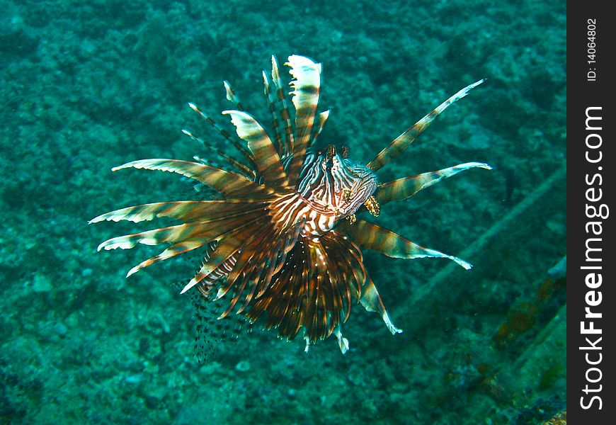 Lion fish show poison barb to intimidate diver. Lion fish show poison barb to intimidate diver.