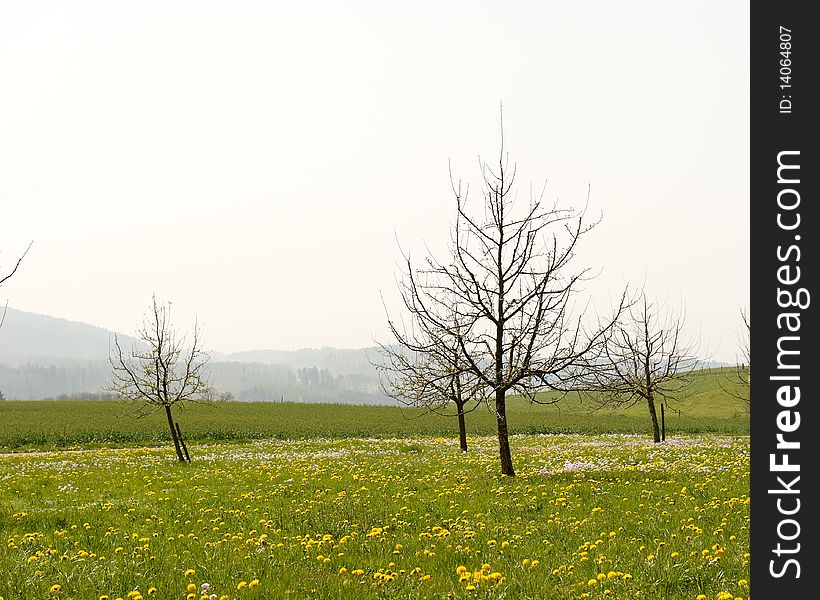Rural meadow with trees and hills viewable in the background. Horizontal shot.