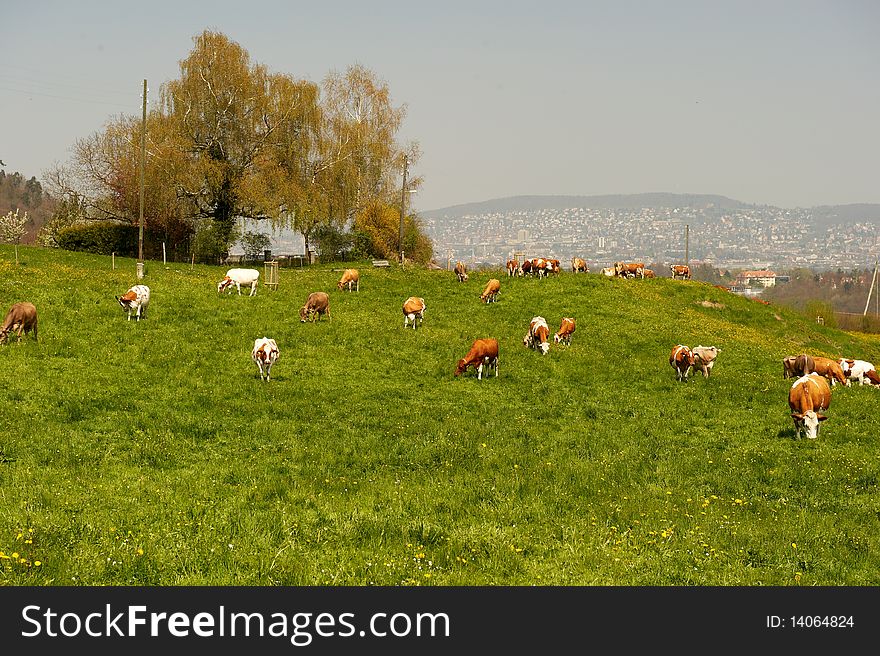 Cows Grazing On A Hillside Pasture