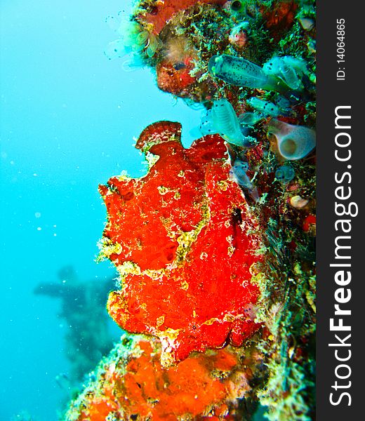 Red frog fish is hard to find when it color blend with coral reef. Red frog fish is hard to find when it color blend with coral reef.