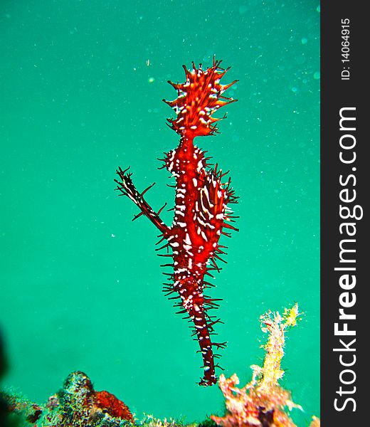 Ghost pipe fish is one favoride fish underater for diver. Ghost pipe fish is one favoride fish underater for diver.