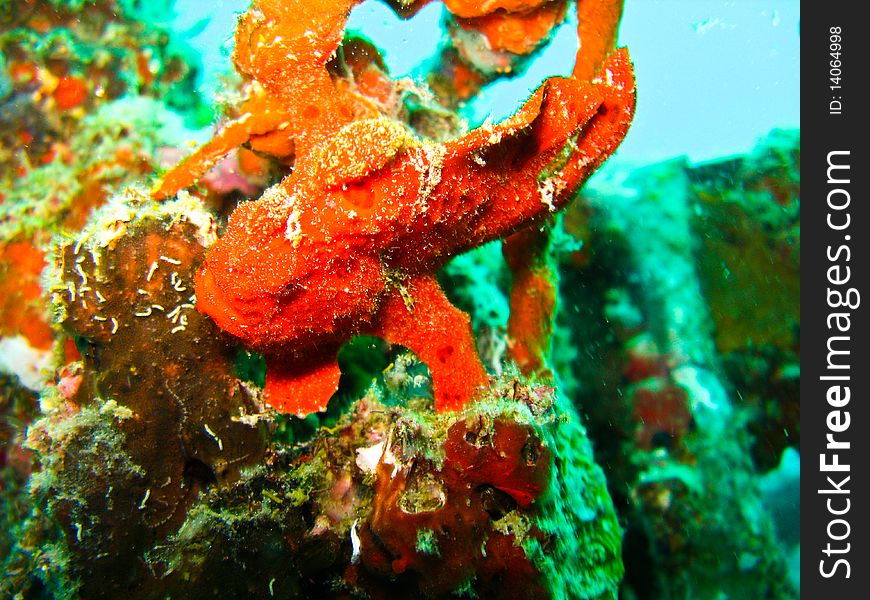 The reg frog fish. It one of popular fish under water at sipadan. The reg frog fish. It one of popular fish under water at sipadan.