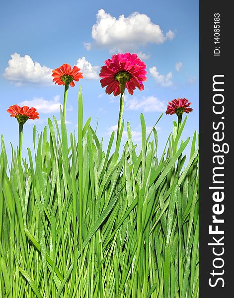 On the photo:Green grass and  flowers on the background of the blue sky.