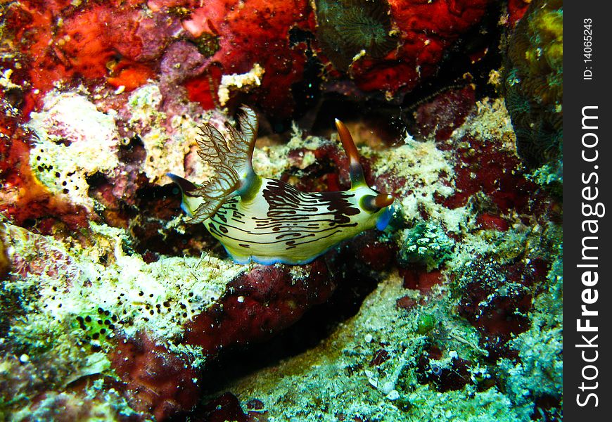 Colorful nudi branch underwater at sipadan.