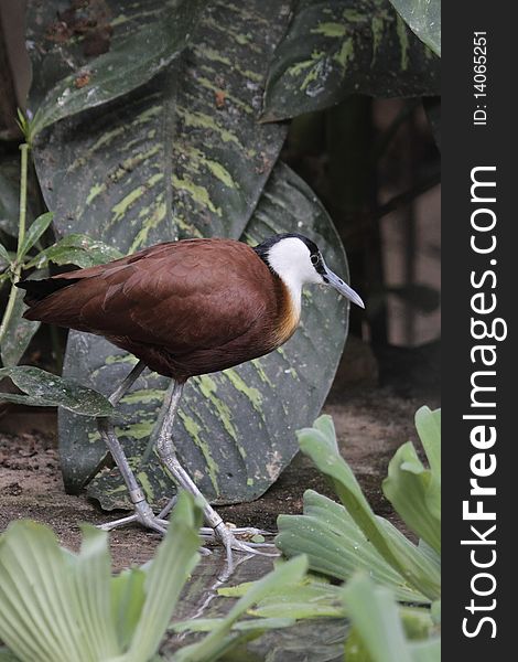 The African Jacana (Actophilornis africana) is a jacana. The jacanas are a group of waders in the family Jacanidae, which are identifiable by their huge feet and claws which enable them to walk on floating vegetation in the shallow lakes that are their preferred habitat. They are found worldwide within the tropical zone.