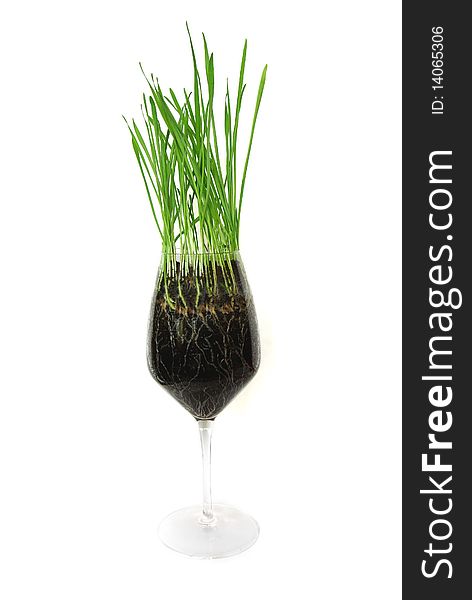 Green grass in the glass isolated