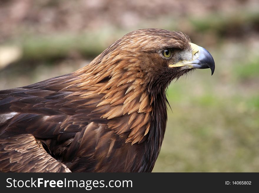 The Golden Eagle (Aquila chrysaetos) They also eat carrion, reptiles, birds, fish, and insects.