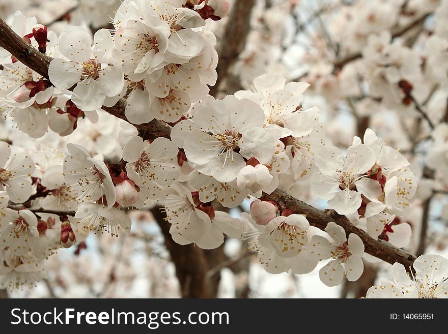 Flowering apricot. Against the background of the sky. Flowering apricot. Against the background of the sky.