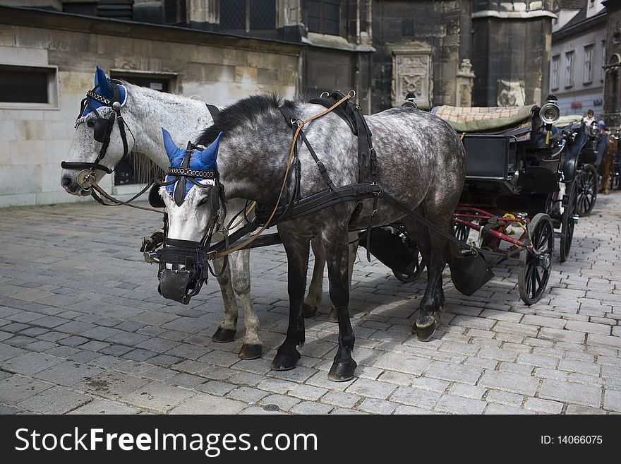 Picture of the carriage in Vienna