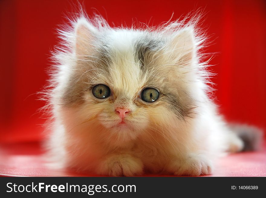 Close up of persian kitten with red background