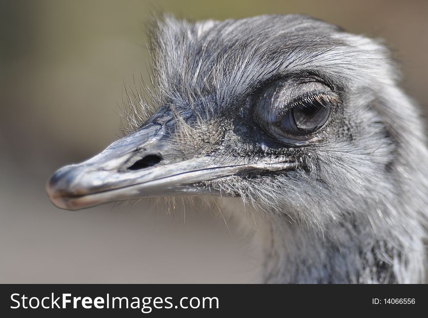 Close-up of a Nandu's head at the wildlife park at Hundshaupten in Germany. Close-up of a Nandu's head at the wildlife park at Hundshaupten in Germany.