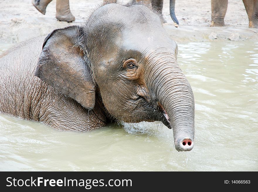 A big elephant swimming at the pond