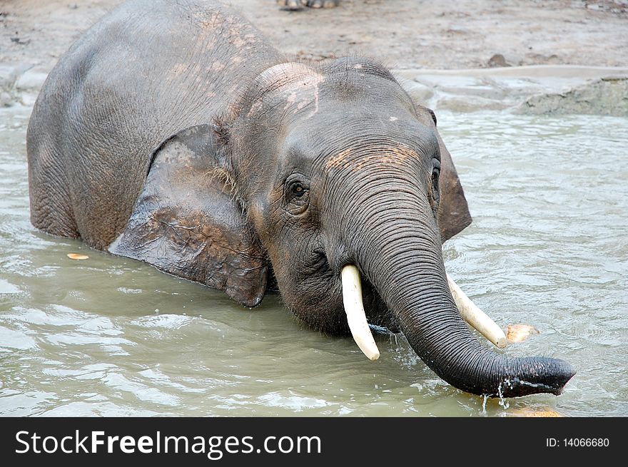 An elephant eating a coconut at the pond