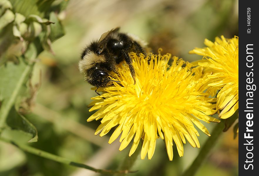 The bumblebee collecting nectar. Russia. Kamchatka. The bumblebee collecting nectar. Russia. Kamchatka.