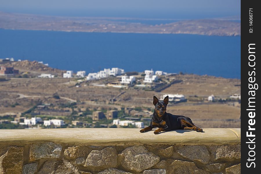 The little dog lying on a background of blue sea and sky on the island. The little dog lying on a background of blue sea and sky on the island